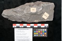 Foto (Objekt + Etikett) von Taeniopteris vittata Brongniart (NHMW-GEO-2024-0188-10485)